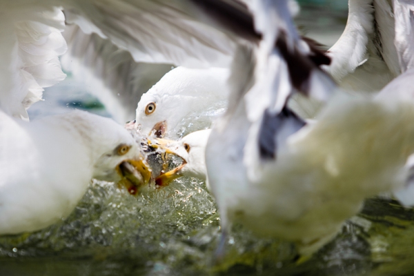 Meeuwen National Geographic 2010 Meeuwen National Geographic 2010