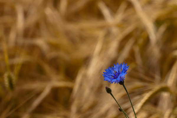 Bloem Bloem