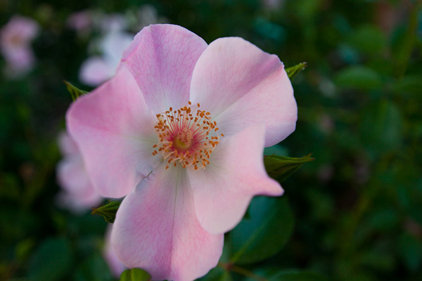 Bloem Bloem