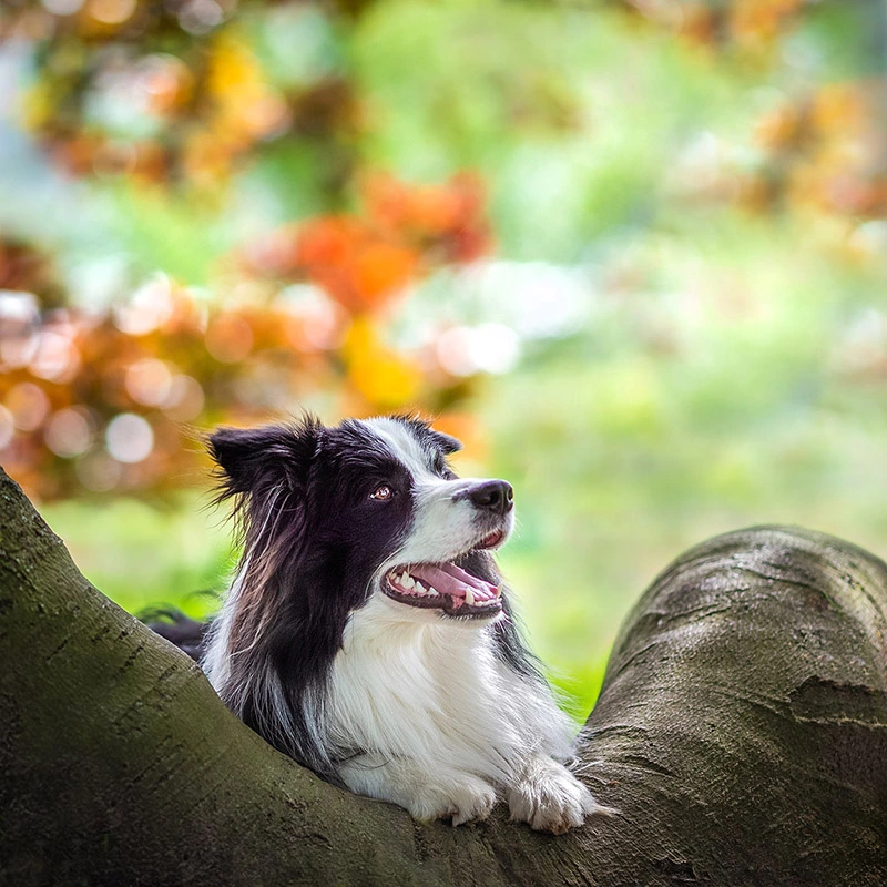Bokeh Bokeh