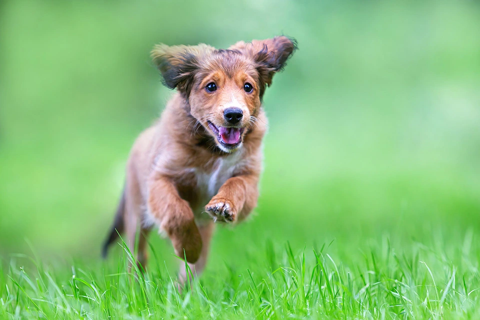 Hond Hond