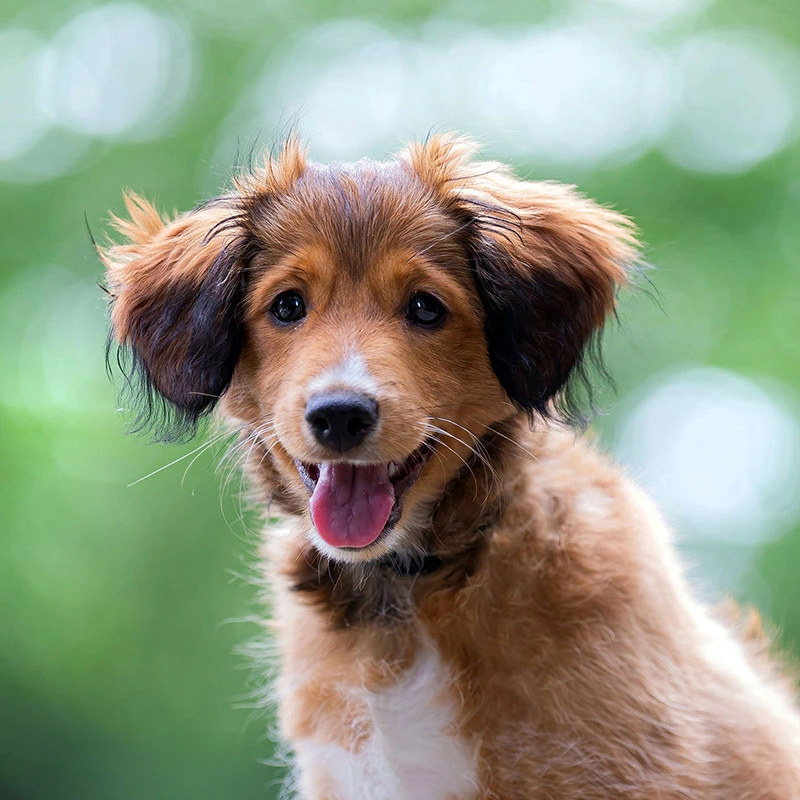 Hond Hond