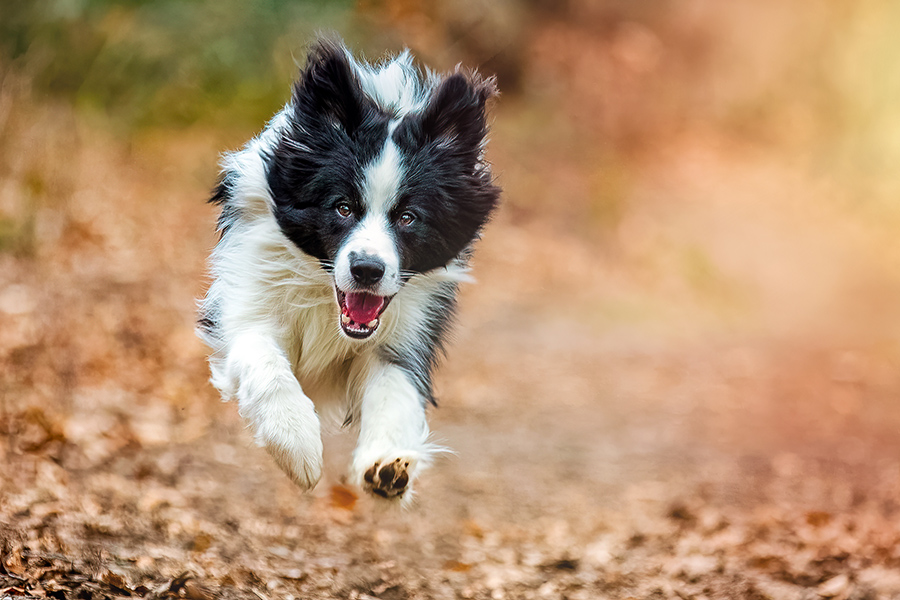 Border collie Murphy