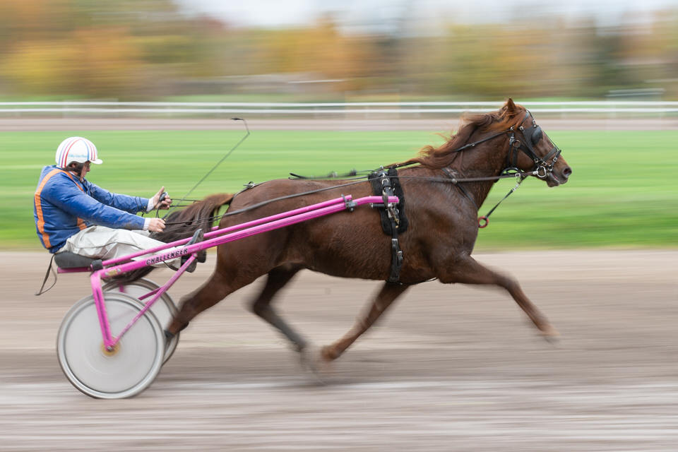 Paardenrace