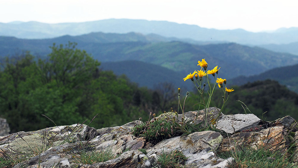 Panorama