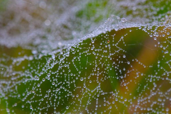 Spinnenweb met dauw Pict1