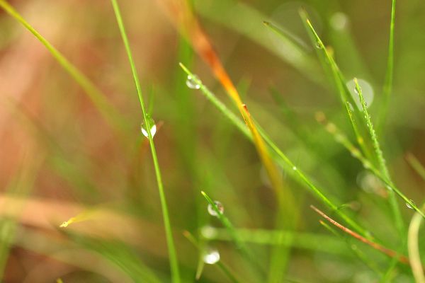 Gras en dauw Pict4