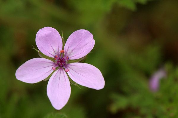 Bloem Pict7