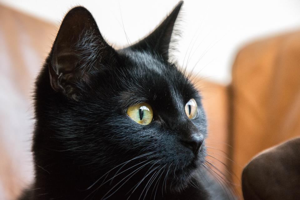 Luna Luna