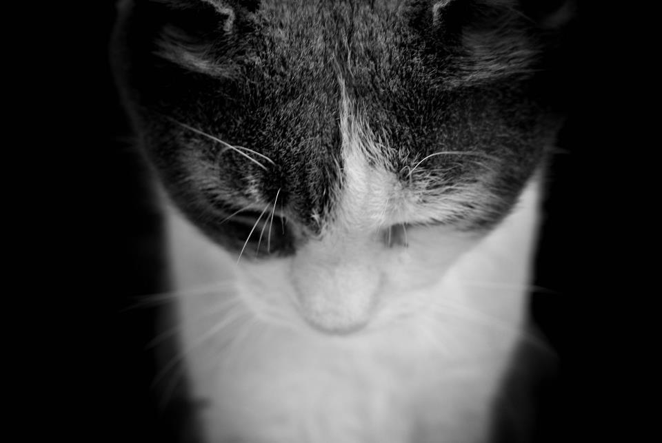 Max the cat Max the cat