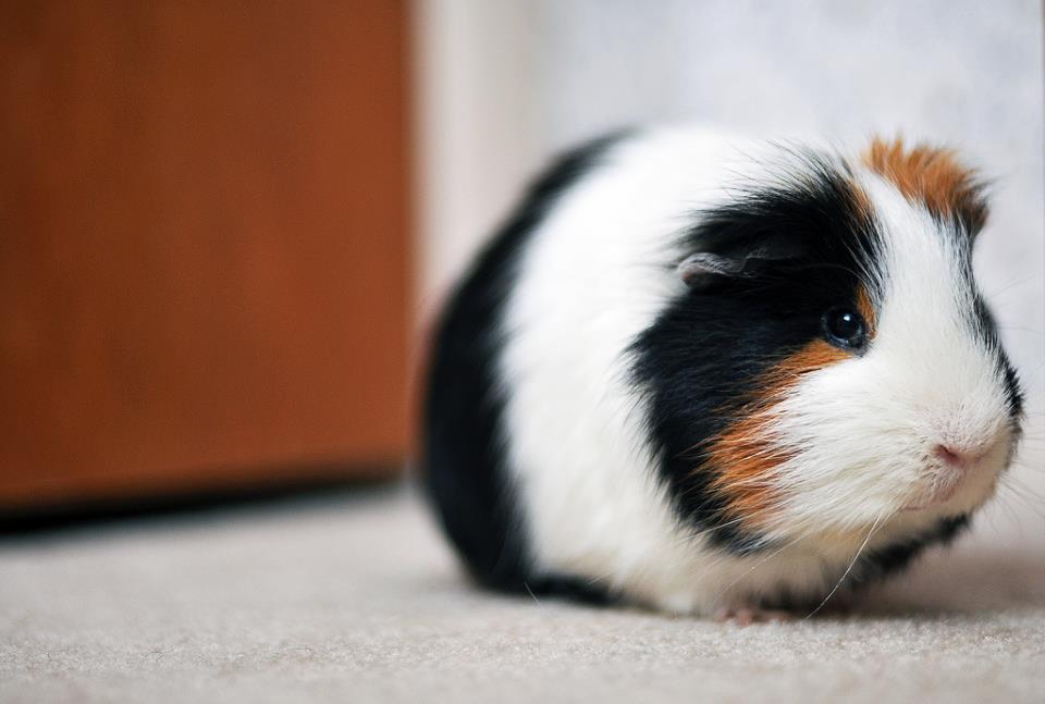 Cavia