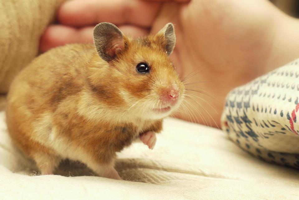 Hamster