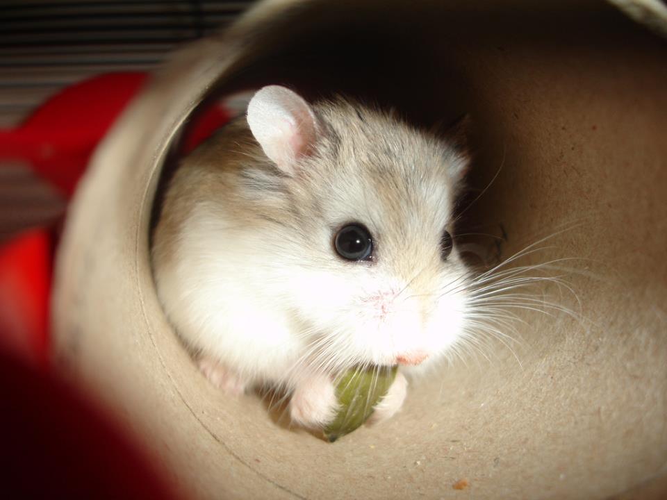 Hamster 2