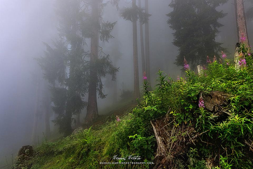 Hidden things in the fog manuel martin