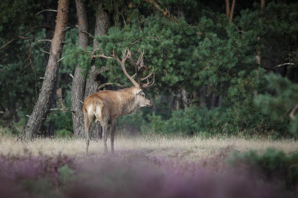 Hoge veluwe