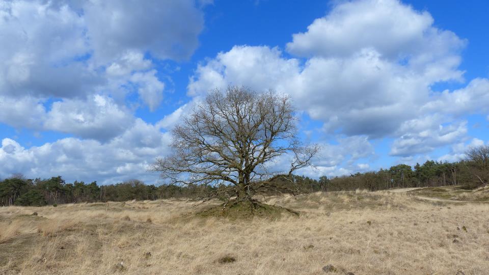 Loonse drunense duinen