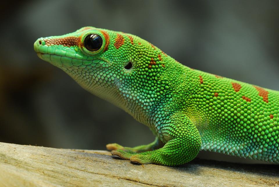 Madagaskar day gecko