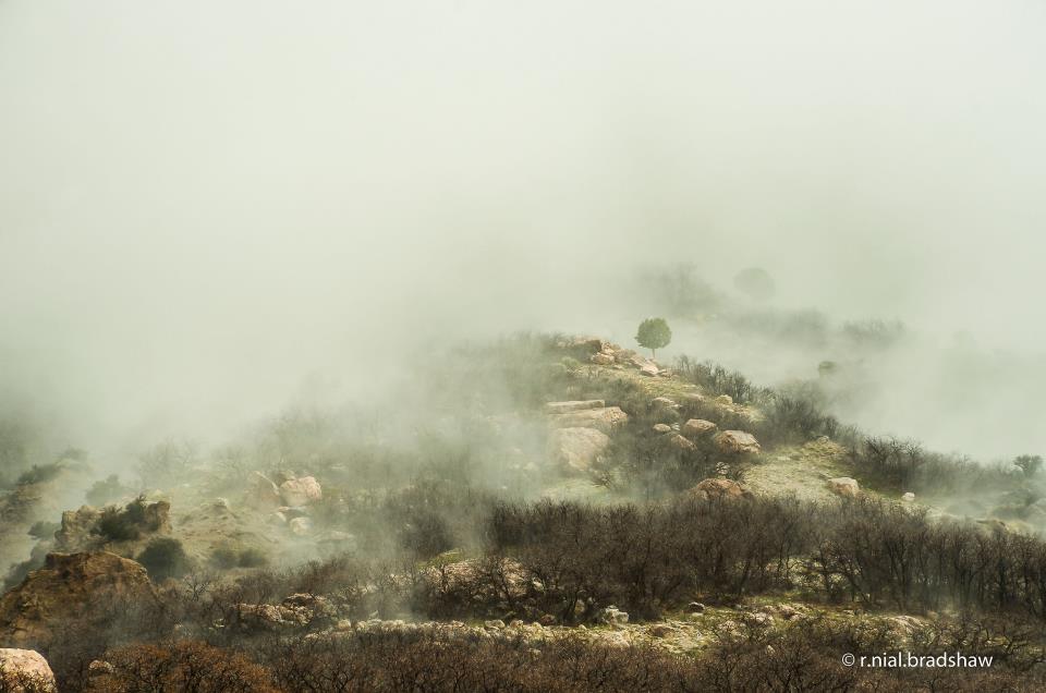 Mountain mist r nial bradshaw