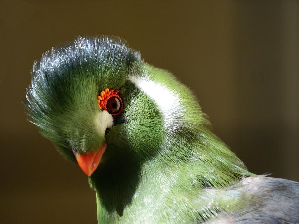 Tauraco leucotis alexander adema Tauraco leucotis alexander adema