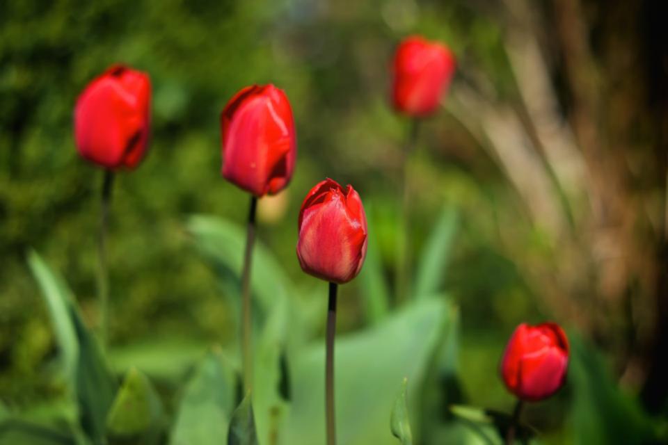 Tulpen