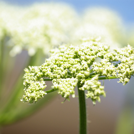 Een macro opname van een bloem Een macro opname van een bloem