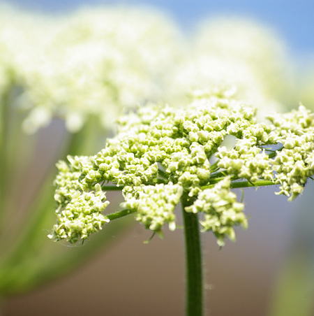 Een macro opname van een bloem