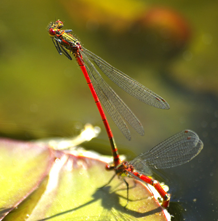 Macro van twee Libelles