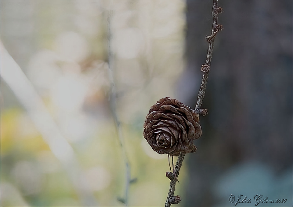 Larix-appeltje Larix-appeltje