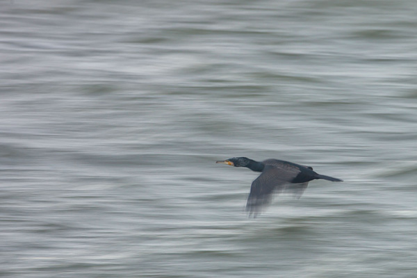 Aalscholver panning