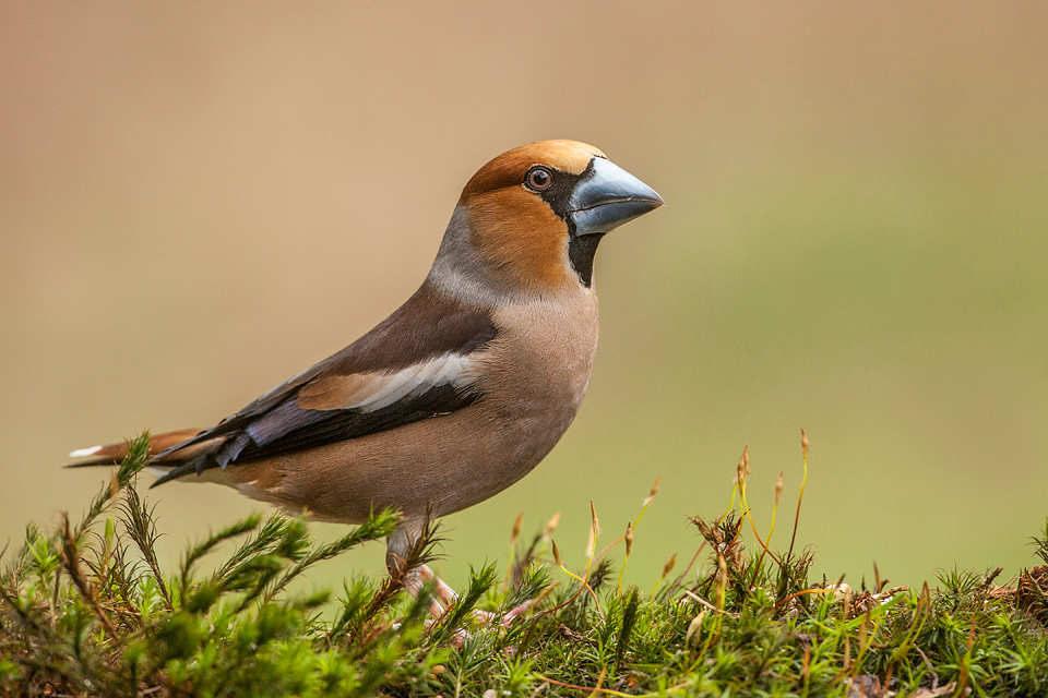 Appelvink gefotografeerd vanuit een boshut