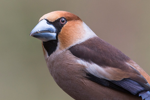 Appelvink coccothraustes coccothraustes 1