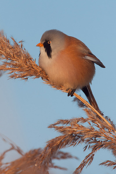 Baardmannetje in het riet