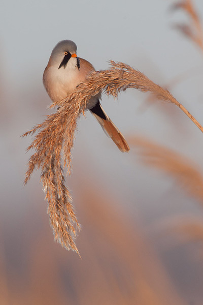 Baardmannetje in het riet