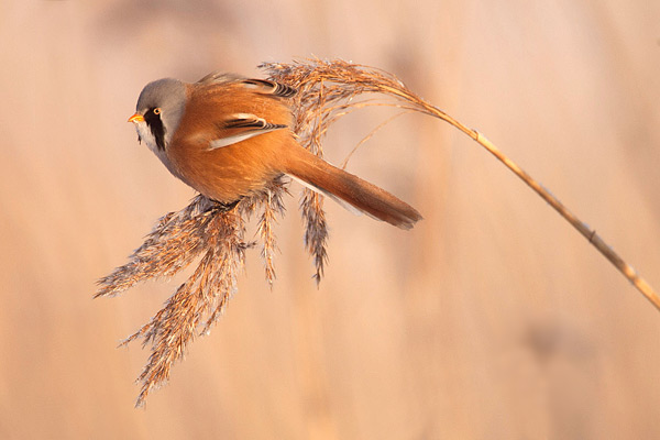 Baardmannetje in het riet