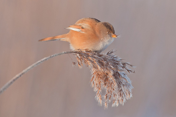 Baardmannetje in het riet