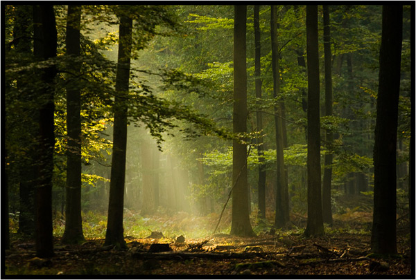 Beukenbos Beukenbos