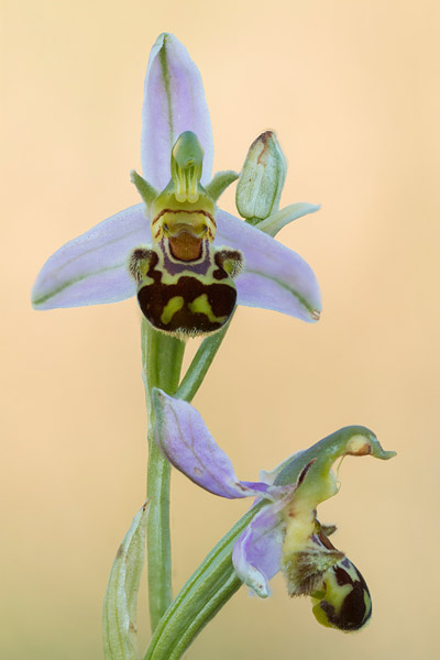 Bijenorchis