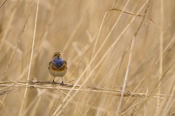 Blauwborst man zingt in het riet