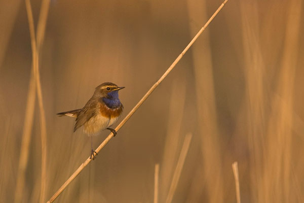 Blauwborst mannetje in het riet