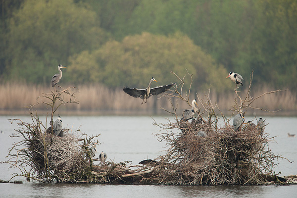 Blauwe reiger kolonie in de lepelaarsplassen