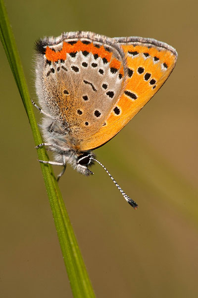 Blauwe vuurvlinder