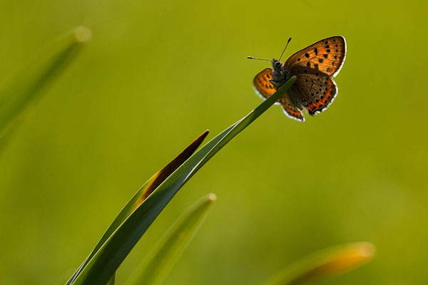 Blauwe vuurvlinder