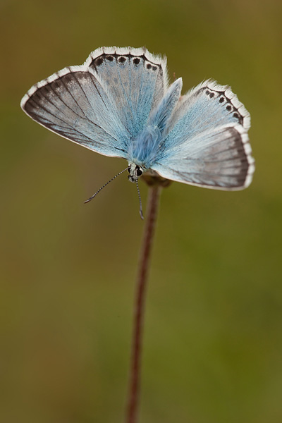 Bleek blauwtje in de eifel