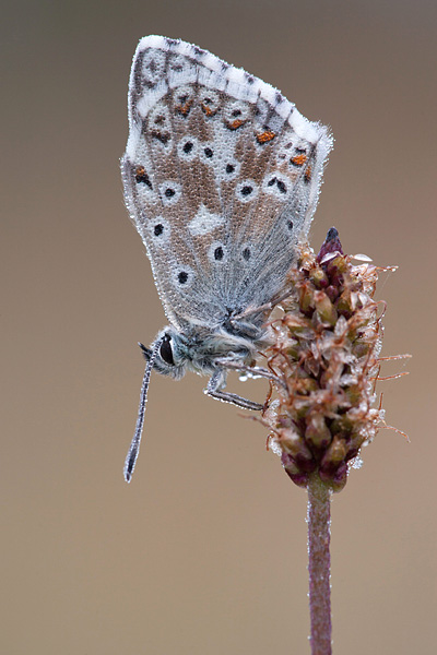 Bleek blauwtje in de eifel