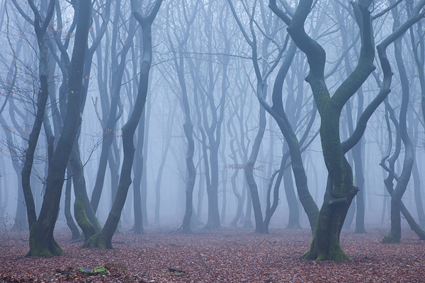 Bos in de mist