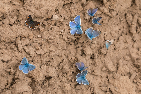 Bruin blauwtje in drinkgezelschap Bruin blauwtje in drinkgezelschap
