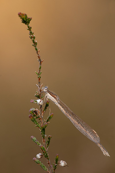 Bruine winterjuffer