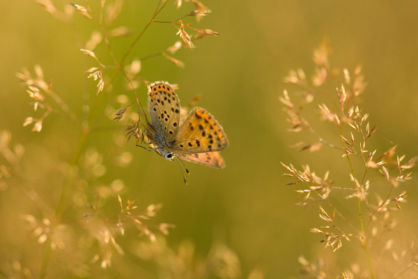 Bruine vuurvlinder in de avond