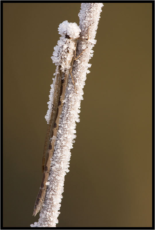 Bruine winterjuffer Bruine winterjuffer