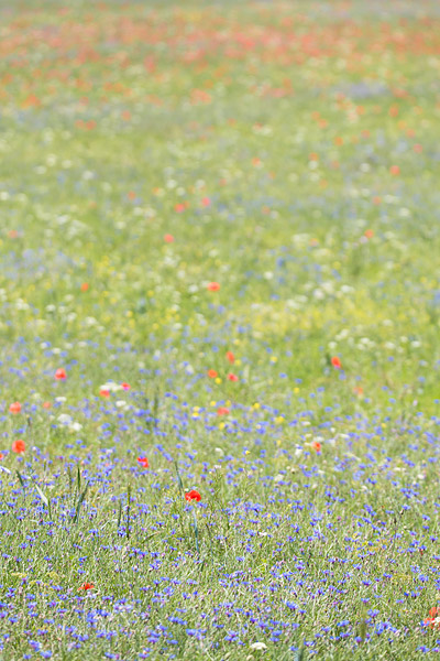 Causse mejean bloemenveld